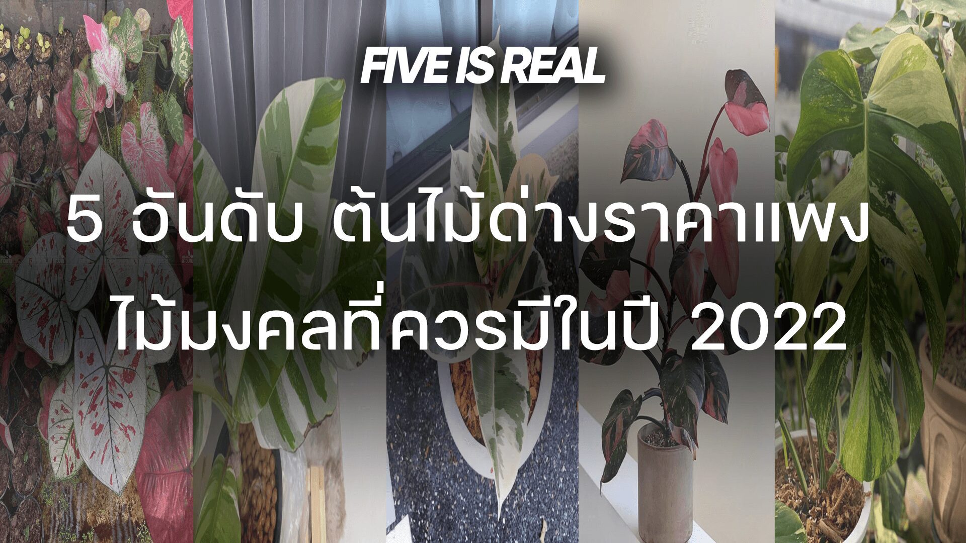 ต้นไม้ด่างราคาแพง