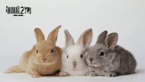 กระต่าย