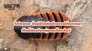 ไอโซพอด