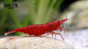 กุ้งแคระ